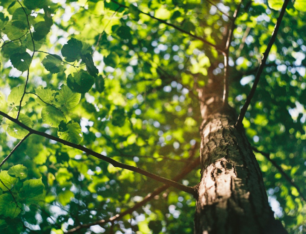 ACT green waste service going from strength to strength