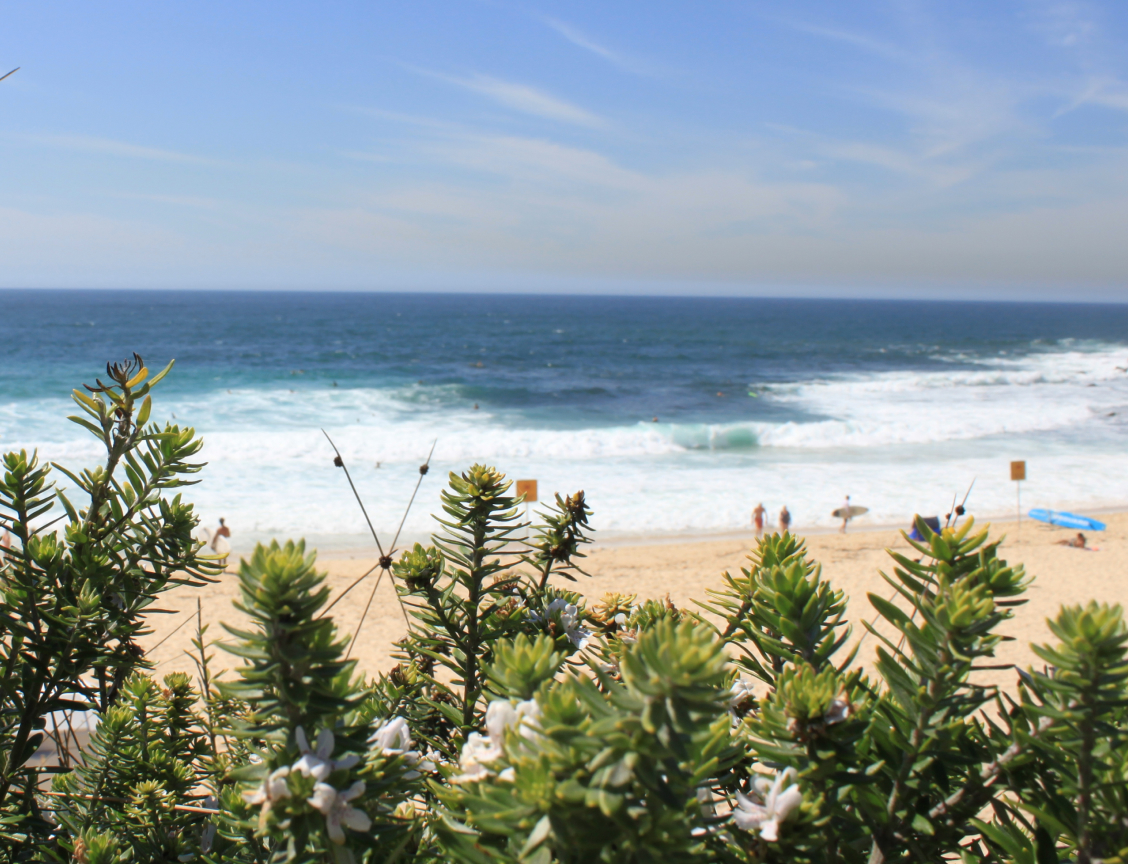 Improving Waste Management at Bronte Park / Beach